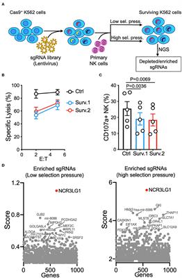Genome-Wide CRISPR Screen Reveals Cancer Cell Resistance to NK Cells Induced by NK-Derived IFN-γ